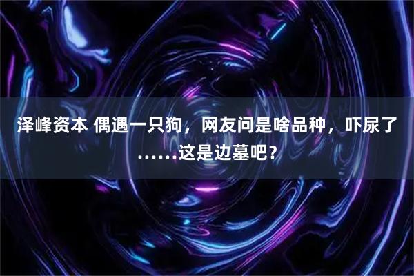 泽峰资本 偶遇一只狗，网友问是啥品种，吓尿了……这是边墓吧？